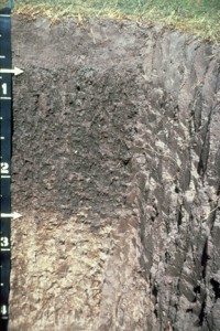 Soil color cross section shows the color of soil represented by each horizon.