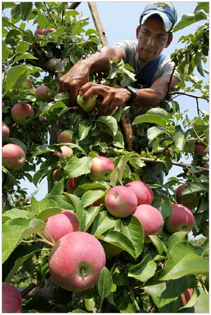 apple-picker