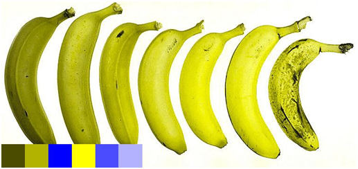 bananas-viewed-by-johns-dog