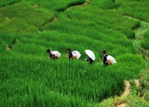 Deep green colors in the rice fields of Vietnam.