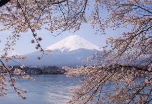 Light purple cherry blossoms frame Mt. Fuji, Japan.