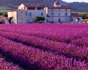 Brilliant purple fields of Lavender in Provence, France.