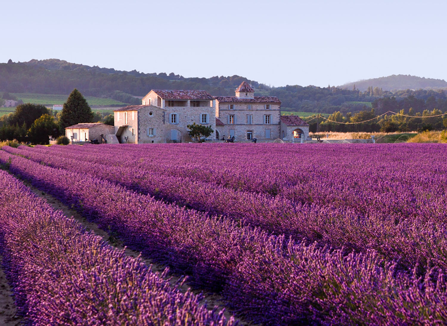 Fields of purple lavender growing in Provence, France