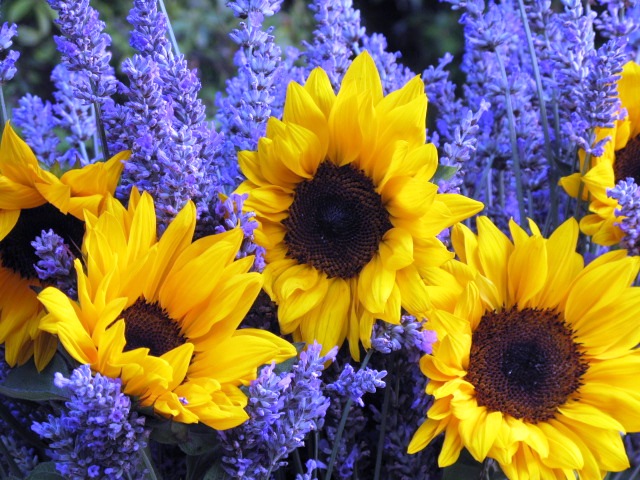 Bouquet with big yellow sunflowers and purple lavendar flowers