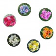Flower Floral Color Wheel Chart