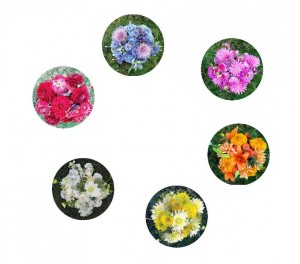 Flower Floral Color Wheel Chart