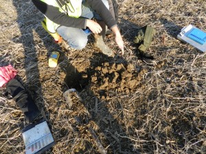 Scientist in the field assessing wetland soils for wetland mitigation.