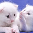 White kittens on blue background.