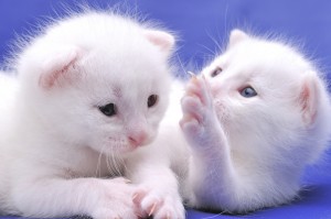 White kittens on blue background.