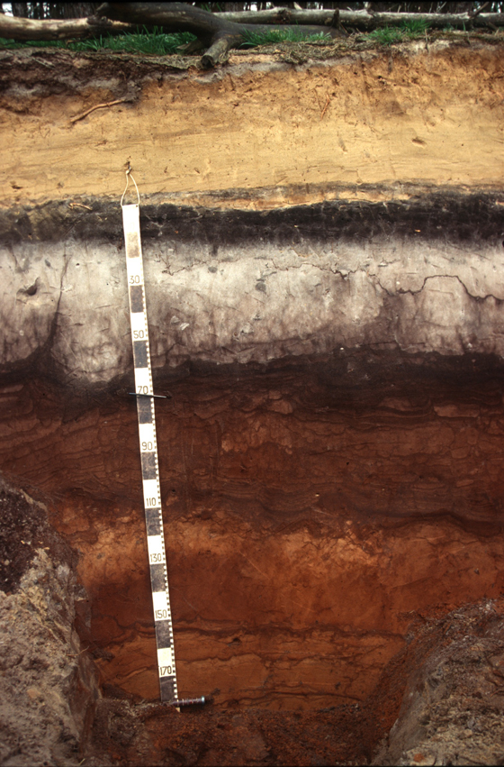 A soil profile showing soil formation factors and process