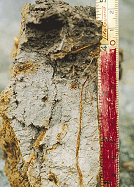 A sample of soil from the Boreal Forest