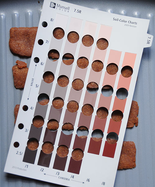 Fake bacon cooked to be chewy with a Munsell Color Chart