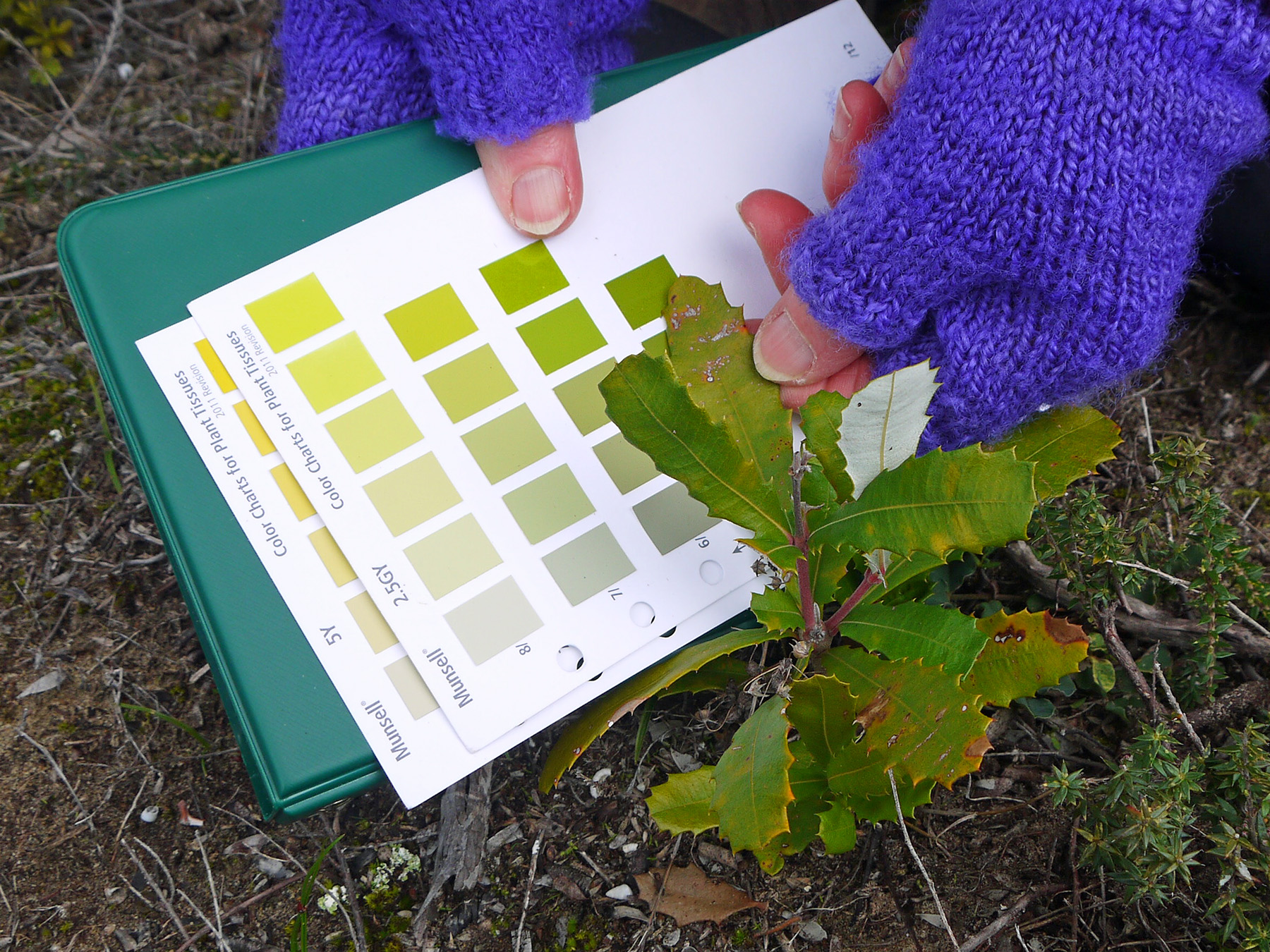 Using Munsell Color Charts for Plant Tissue to record the color of young Banksia tree leaves.