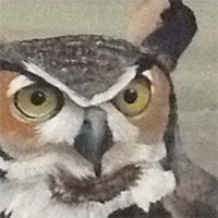 A close-up of a painting by Geologist and Artist Iris Hardy of a great horned owl