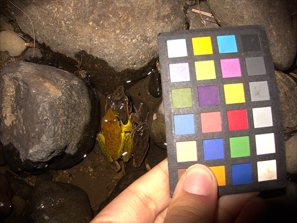 Showing color changes during mating in amphibians using a colorchecker chart