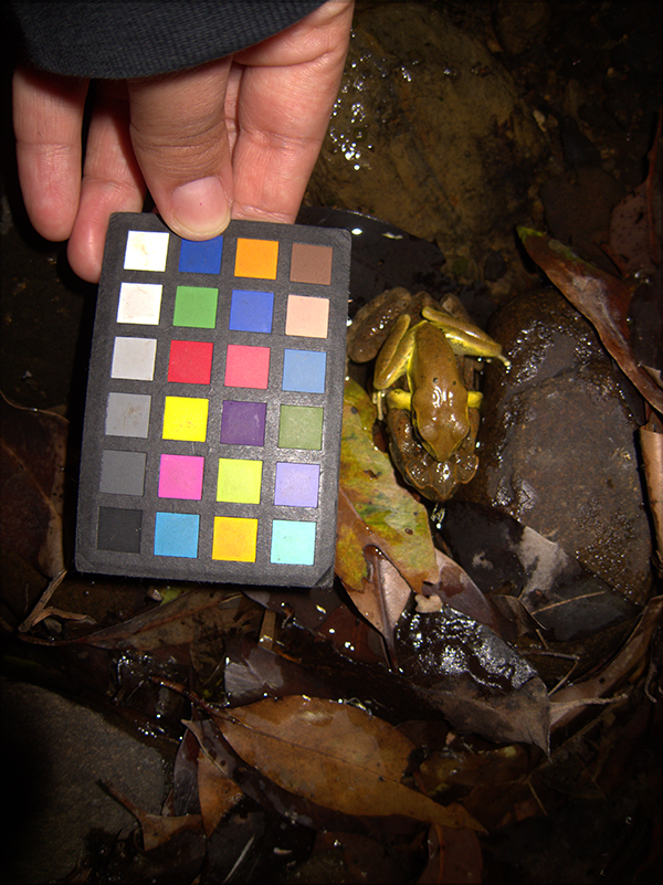Using a colorchecker chart to determine the changes in skin color in frogs during mating