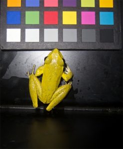 A bright yellow stony creek frog changes colors during mating