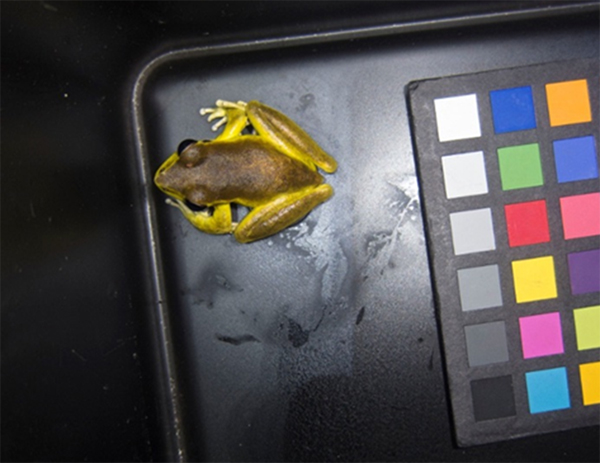 A yellow frog turning a browner color during mating shown next to a colorchecker chart