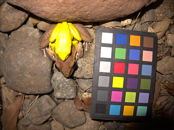 Two frogs mating next to a ColorChecker chart to show how their skin color changes