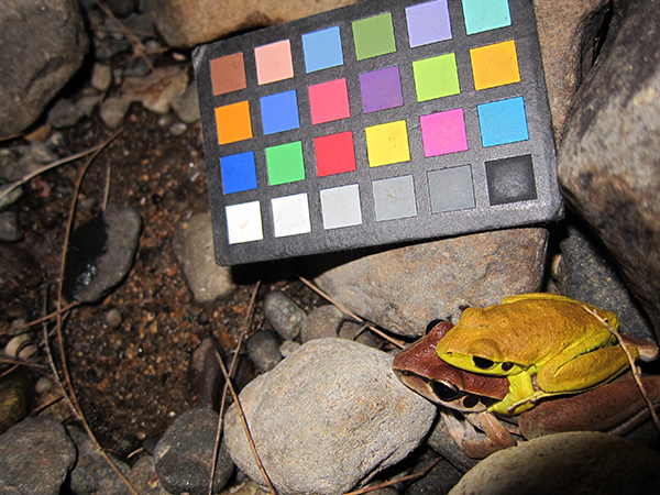 Using a colorchecker chart to determine the changes in skin color in frogs during mating