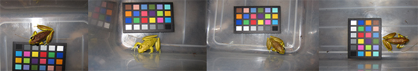 A set of 4 photographs showing the changing skin colour in frogs during mating using the ColorChecker chart