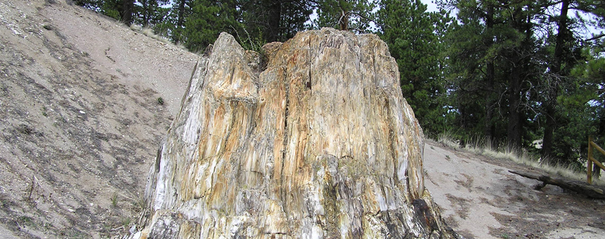 The Florissant Fossil Beds National Monument in Colorado where shale, volcanic ash and mudstone make up the soils