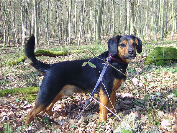 A beagle mix named Bilbo hanging in the woods