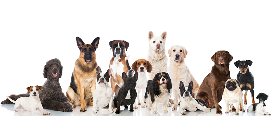 An array of dog breeds ranging in colors gather together