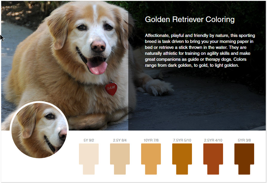 55+ Golden Retriever Black Colour Dog