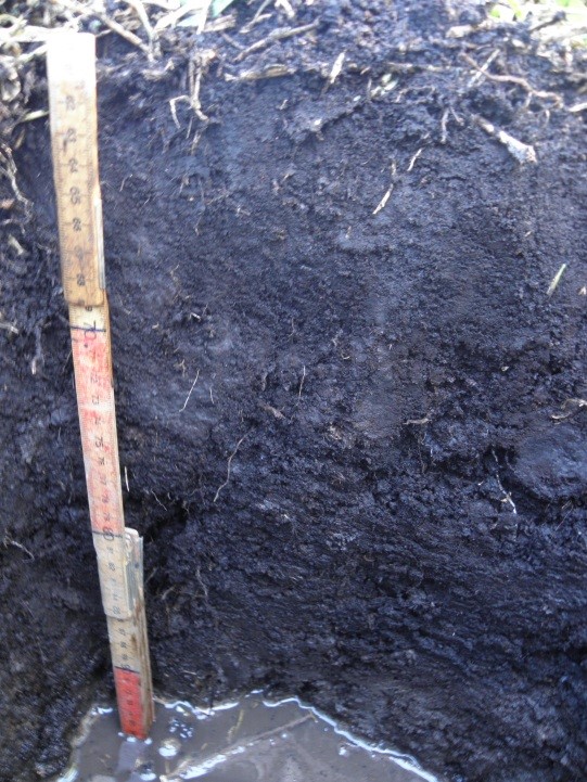 “Organossolo” – The black color is due to the high concentration of organic matter in the soil.